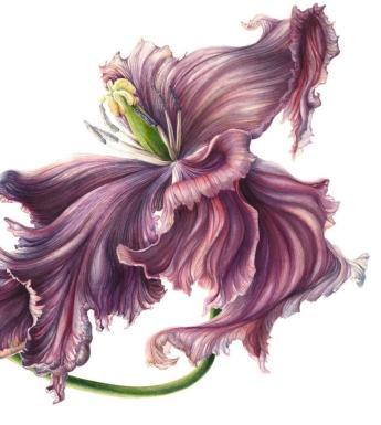 Botanical drawing