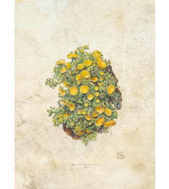 Botanical drawing by Shevaun Doherty