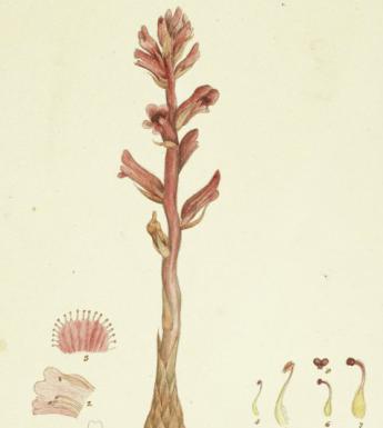 botanical illustration