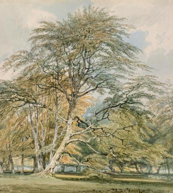 Detailed watercolour of tall beech trees