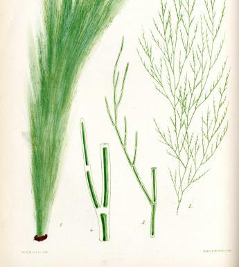 Botanical illustration