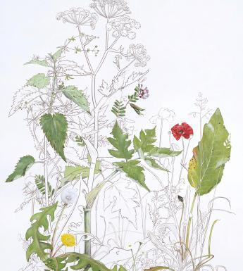 A botanical painting with some parts uncoloured and simply outlined, and other elements filled with colour