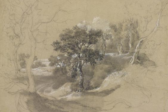 A drawing of a landscape with the more finished and detailed tree at centre and sketchy trees and landscape surrounding it.