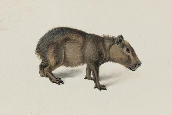 A drawing of a capybara by Dutch seventeenth-century artist Frans Post.
