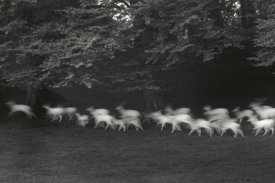 Blurred black and white photo of a herd of deer running through a forest.