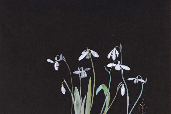 Watercolour painting of snowdrops on black paper