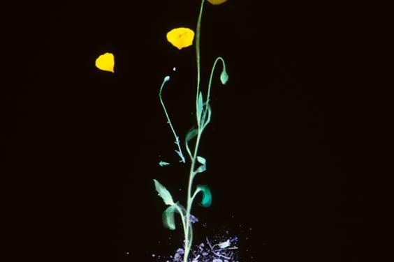 Image of a yellow poppy standing in soil on a black background