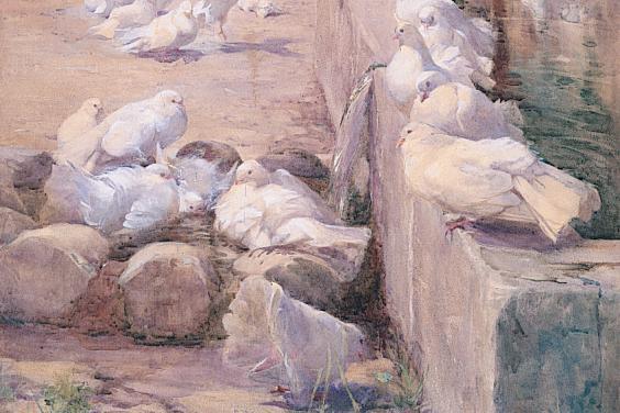 A large group of white doves are gathered in a leafy courtyard; some of them are bathing in a trough of water.