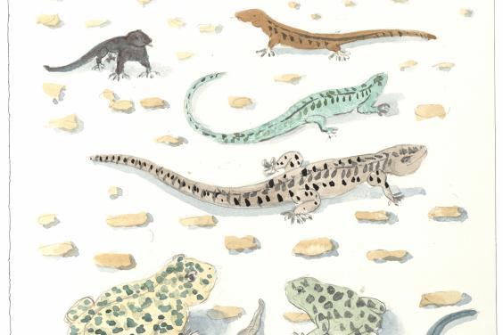 A drawing of various coloured lizards, scorpions, frogs and snakes