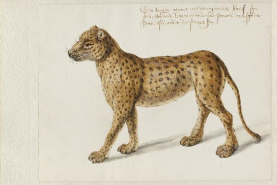 Frans Post (1612-1680), Jaguar. © Noord-Hollands Archief, Haarlem