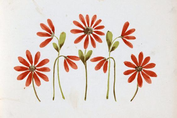 Drawing of seven bright orange flowers with thin petals and narrow stems
