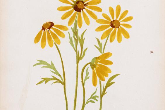 Drawing of four yellow flowers with narrow petals and thin stems