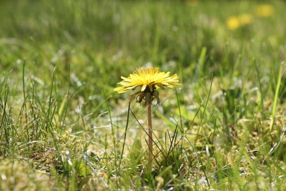 A dandelion flower in grass