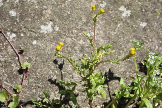 Groundsel with yellow flowers growing beside a wall