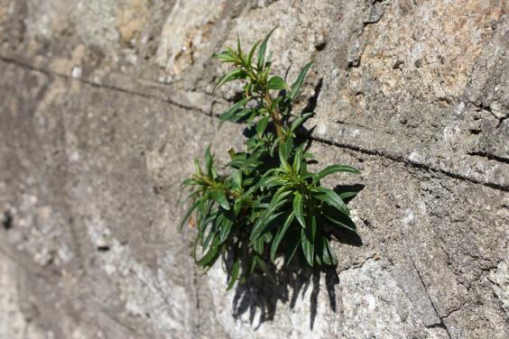 Gum rockrose