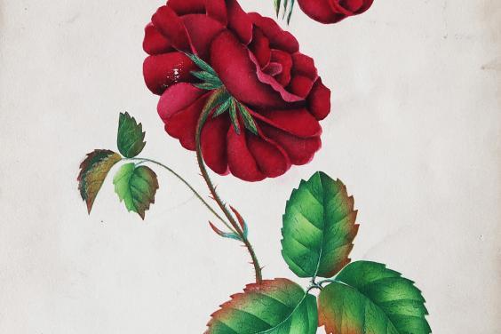 Botanical watercolour of a vibrant red rose