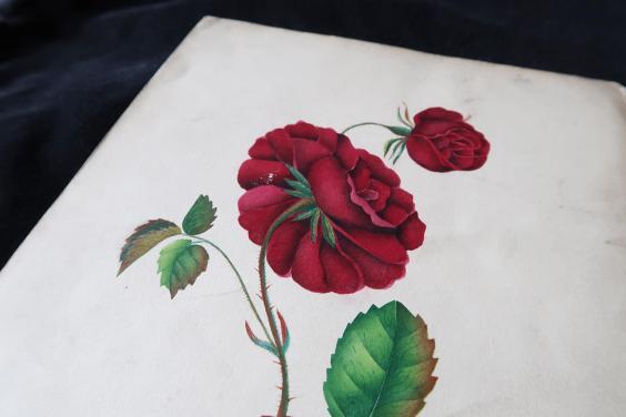 Close up view of botanical watercolour of red rose
