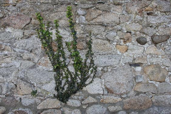 Ivy growing on a stone wall