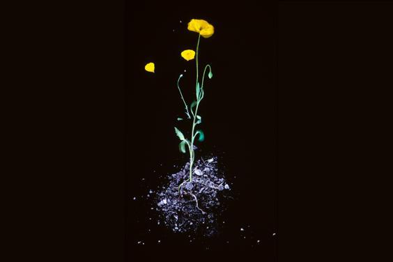 Video still of a yellow flower in soil on a black background.
