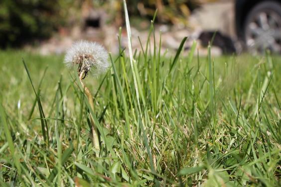 A dandelion seed head in grass