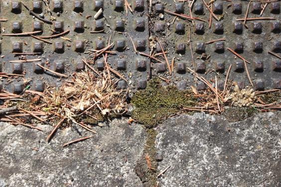 Silvergreen byrum moss growing in cracks in a pavement