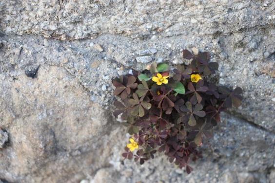 Sorrell with small yellow flowers and burgundy-green leaves growing in a crack in a wall