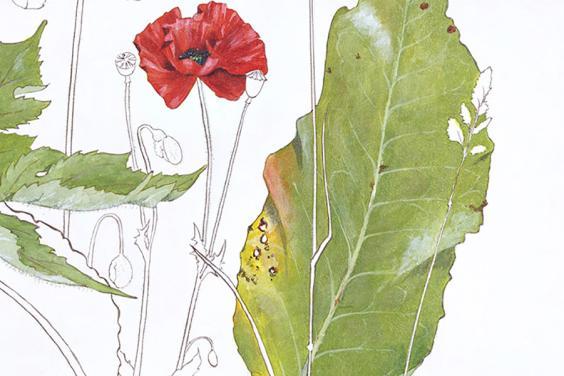 Detail of Yanny Petters' painting showing green leaves and a red poppy as well as un-coloured leaves and stems outlined