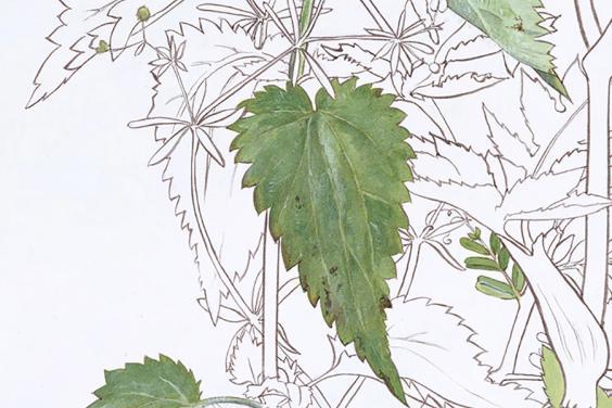 Detail of Yanny Petters' painting showing green nettle leaves and un-coloured leaves and stems outlined