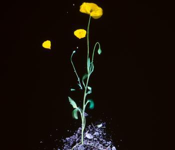 Image of a yellow poppy standing in soil on a black background