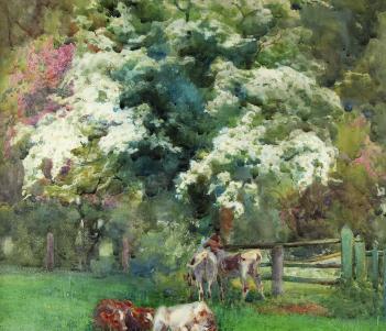 A number of cows sit and stand under a hawthorn tree covered in white blossoms. 
