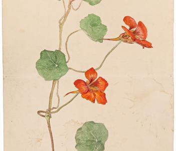Watercolour painting of a nasturtium, a flower with five red petals and large flat green leaves.