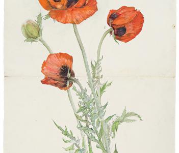 Watercolour painting of three poppies, a flower with large red blousy petals, a black centre and fine green leaves.