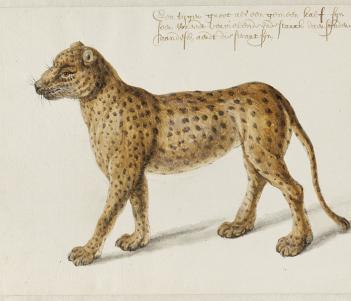 Frans Post (1612-1680), Jaguar. © Noord-Hollands Archief, Haarlem