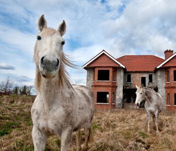 Kim Haughton's photo of horses in a ghost estate