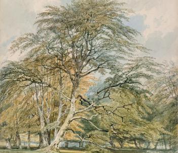 Detailed watercolour of tall beech trees