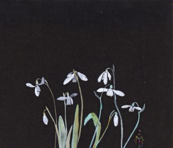 Watercolour painting of snowdrops on black paper