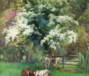 A number of cows sit and stand under a hawthorn tree covered in white blossoms. 