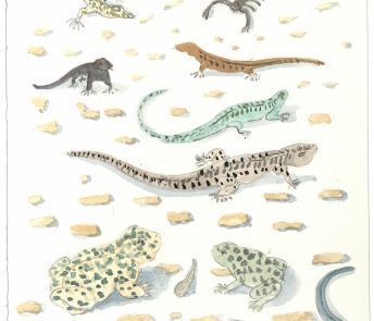 A drawing of various coloured lizards, scorpions, frogs and snakes